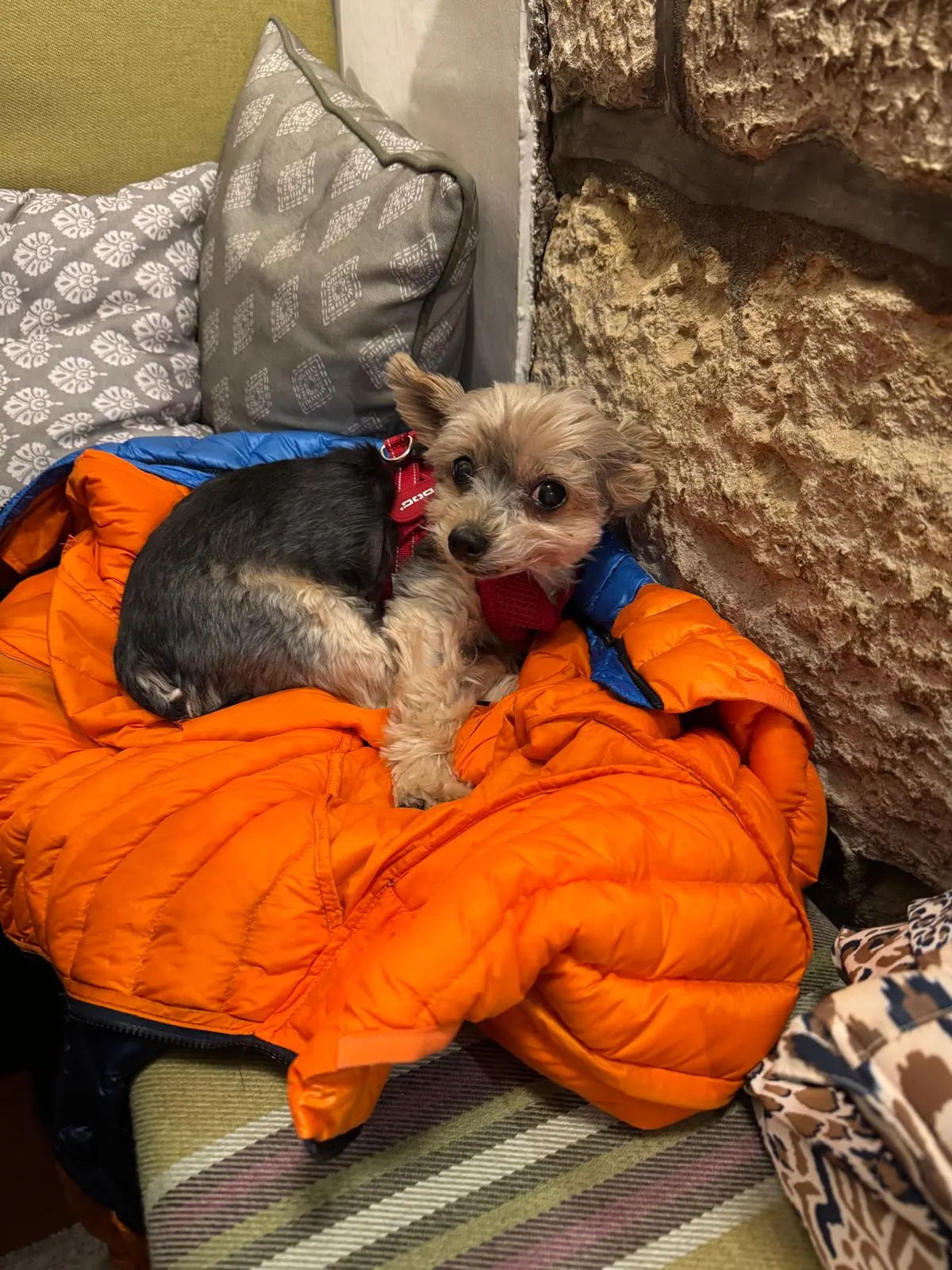 Settled in on a coat by the stone wall